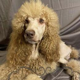 Jackie - Poodle