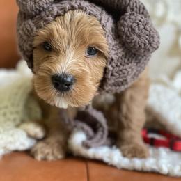 Goldendoodle Puppies from Beck Kennel