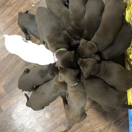 Dilute Retriever and Labrador Retriever Puppies from CKB Labradors