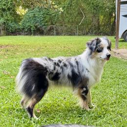 Beanie - Miniature Australian Shepherd