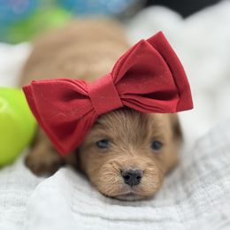 Havapoo puppies from Littledoodles2love