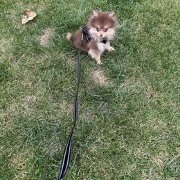 Ganache - Chocolate and tan male Pomeranian puppy in Jackson, New Jersey from Peapod Pomeranians