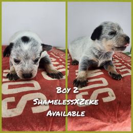 Boy 2 - Blue male Australian Cattle Dog puppy in Bradford, Arkansas from Cedar Rock Heelers and Kelpies