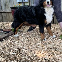 Bernese Mountain Dog and Pembroke Welsh Corgi All Grown Up from Concerto Corgis