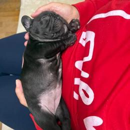 Ophelia - Black female French Bulldog puppy in Yellowstone County, Montana from JNS Frenchies