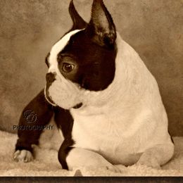 Taz - Boston Terrier