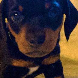 Dachshunds from Yukon Mini Dachshunds
