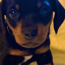 Dachshunds from Yukon Mini Dachshunds