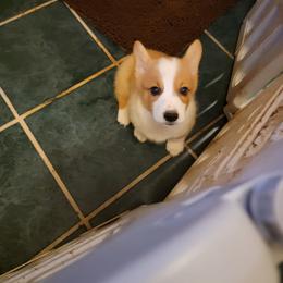 Boy 1 - Red male Pembroke Welsh Corgi puppy in Poplar, Wisconsin from Tshandra Corgis