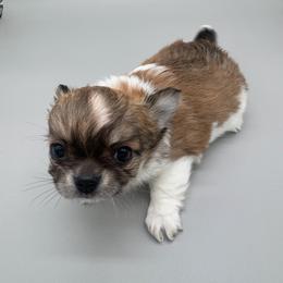 Double coat sable spotted on white male - Chocolate and white male Chihuahua puppy in Smyrna, Georgia from GeorgiasChihuahuas