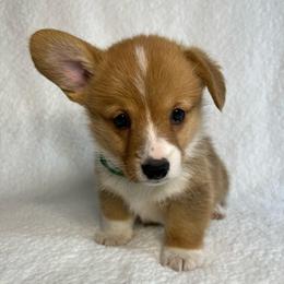 Cannoli - Red male Pembroke Welsh Corgi puppy in Ocala, Florida from Osborne Corgis