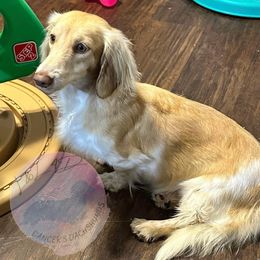 Dachshund puppies from L&L 4D Dancer’s Dachshunds