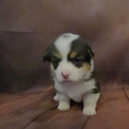 Dolly aka Purple collar - Black and tan female Pembroke Welsh Corgi puppy in Grass Valley, California from Triple M Ranch Corgi's