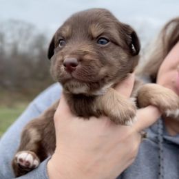 Malcom - Red tri-color male Australian Shepherd puppy in Nicholasville, Kentucky from Sugar Creek Aussies