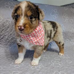 Havarti - Red merle female Australian Shepherd puppy in Pamplin, Virginia from Hope & Joy Acres