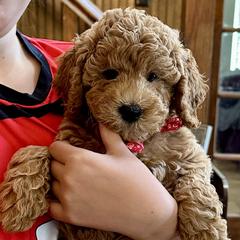 Beaux - Goldendoodle