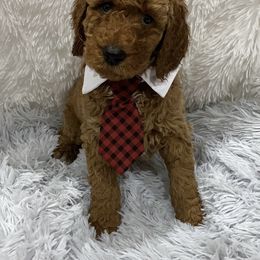 Poodle Puppies from Ritzy Red Poodles