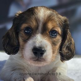 Charlie - Piebald male Dachshund puppy in Ben Wheeler, Texas from Anytime Dachshunds by D.B.