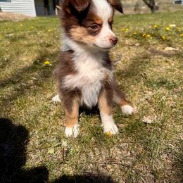 Rose - Red tri female Miniature Australian Shepherd puppy in Tonasket, Washington from V5 Aussies