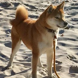 Shiba Inu from Amber's House