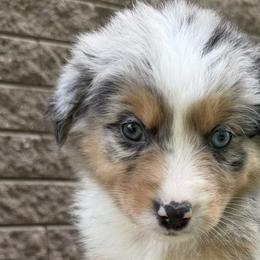 Australian Shepherds from Hawk Creek Farms
