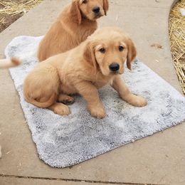 Golden Retriever Puppies from Goldens of Hamm Hollow