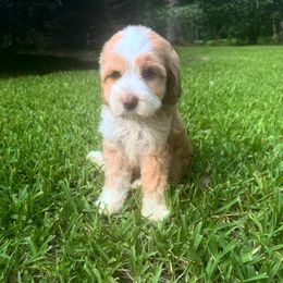 Brenna - Caramel female Australian Labradoodle puppy in Covington, Louisiana from Bayou Doodles