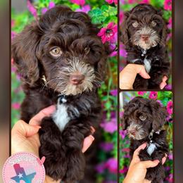 Bruce Grey Collar - Brown and white male Bernedoodle puppy in Vernon, Texas from Sugarland's Texas Goldendoodles