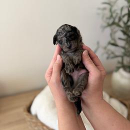 Switcheroo - Black male Goldendoodle puppy in Ivins Utah, Utah from Luxi Paws Doodles
