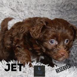 Aussiedoodle and Australian Shepherd Puppies from Legacy Farm