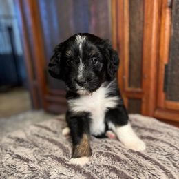 Estrella - Black tri-color female Australian Shepherd puppy in Columbia Falls, Montana from Firefly Horse Co Wellness Retreat Center