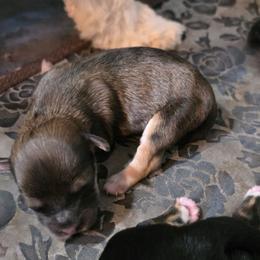 Boy 3 - Chocolate sable male Havanese puppy in Medina, Ohio from Momma's Minis