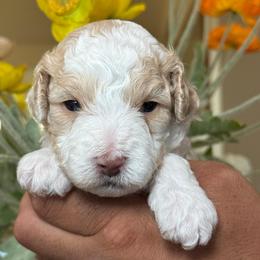 Steven - White male Cavapoo puppy in Yuciapa, California from AlltheDoodlez_
