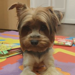 July - Yorkshire Terrier