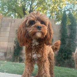 Archie - Cavapoo