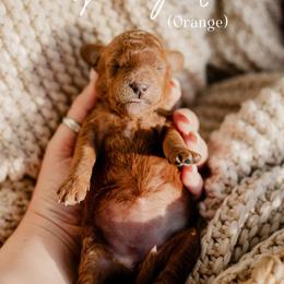 Ginger - Red  male Goldendoodle puppy in Patterson, California from Dooling Doodles