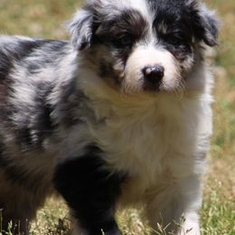 Border Collies from Dual Oaks Farm