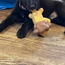 German Shepherd Puppies from High Tide German Shepherds