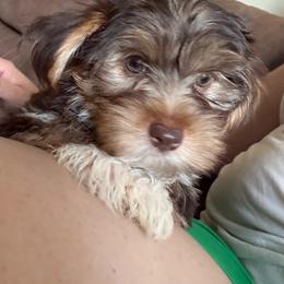 Pink - Chocolate, tan and white female Yorkshire Terrier puppy in Black Canyon City, Arizona from Sweet Hart Yorkies