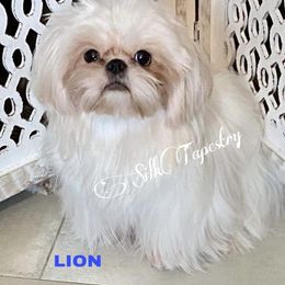 LION - Shih Tzu