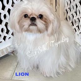 LION - Shih Tzu