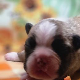 Conan - Seal and white male Boston Terrier puppy in Kingsport, Tennessee from Irish Heart Bostons