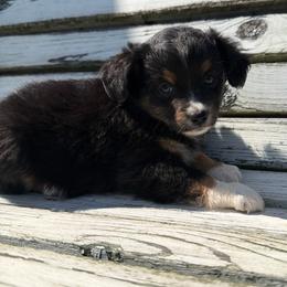 Sunny - Black tri female Miniature Australian Shepherd puppy in Licking, Missouri from Burnett Aussies