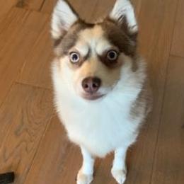Pomskies from Mother of Pomskies