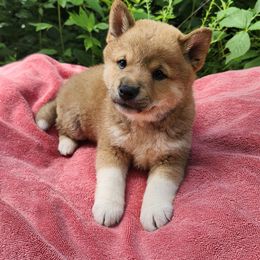 Buddy - Sesame male Shiba Inu puppy in Illinois from Precious-Puppies