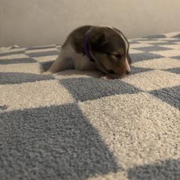 Twix - Sable and white female Shetland Sheepdog puppy in Union, New Jersey from McDermon Shelties
