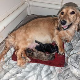 Dachshund Puppies from Mainely Doxies
