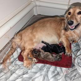 Dachshund Puppies from Mainely Doxies