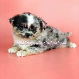 Phineas - Merle male Chihuahua puppy in Anderson, South Carolina from Lil Treasures Chihuahuas