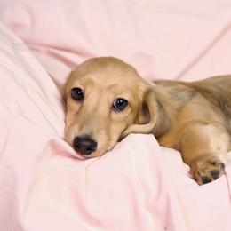 Miny 4500dollars - Cream male Dachshund puppy in Crystal, Michigan from Mare-bella Dachshunds